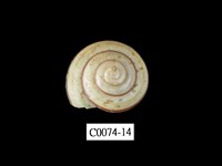 藏品(班卡拉蝸牛)的圖片